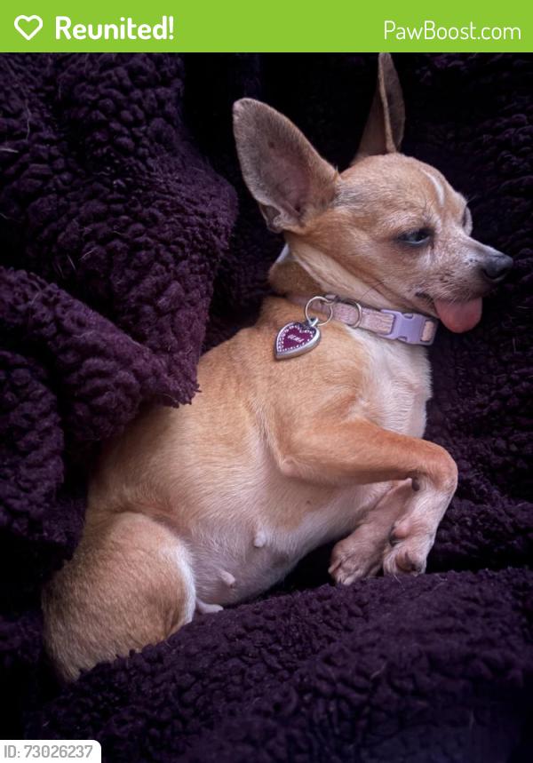 Reunited Female Dog last seen Santa Ana and Vine Street, Anaheim, CA 92805