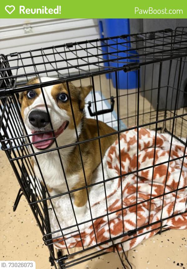 Reunited Female Dog last seen Near NE 4 Seasons Ln, Vancouver, WA 98684, USA, Vancouver, WA 98684