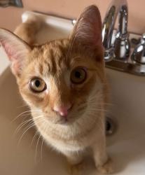 Lost Male Cat last seen Apollo,PA, Orchard Hills, PA 15613