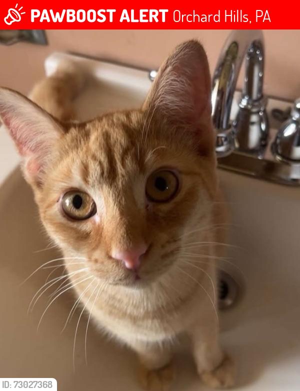 Lost Male Cat last seen Apollo,PA, Orchard Hills, PA 15613