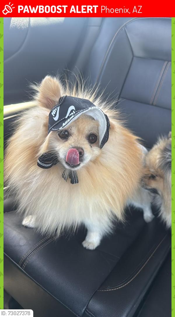Lost Male Dog last seen Near ave and Thomas rd , Phoenix, AZ 85037