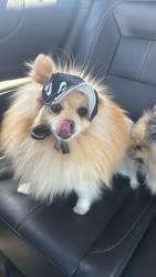 Lost Male Dog last seen Near ave and Thomas rd , Phoenix, AZ 85037