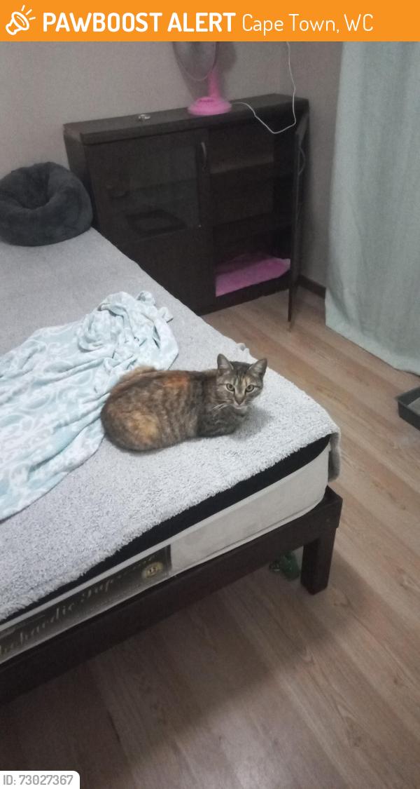 Found/Stray Female Cat last seen Rondebosch, Cape Town, WC 7700