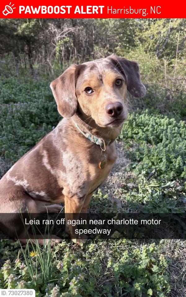 Lost Female Dog last seen Charlotte motor speedway , Harrisburg, NC 28262