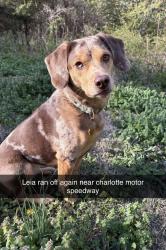 Lost Female Dog last seen Charlotte motor speedway , Harrisburg, NC 28262