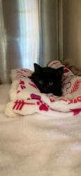 Shelter Stray Female Cat last seen Fiddyment Road and Blue Oaks Blvd, Roseville City, CA, 200 Tahoe Ave, Roseville, CA 95678, USA