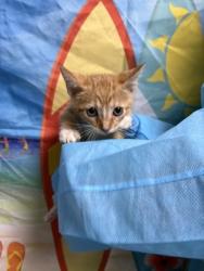 Shelter Stray Male Cat last seen Left on PAWS carport, Anderson County, SC, 1320 US-29, Anderson, SC 29626, USA