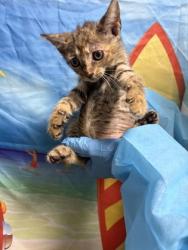 Shelter Stray Female Cat last seen Left on PAWS carport, Anderson County, SC, 1320 US-29, Anderson, SC 29626, USA