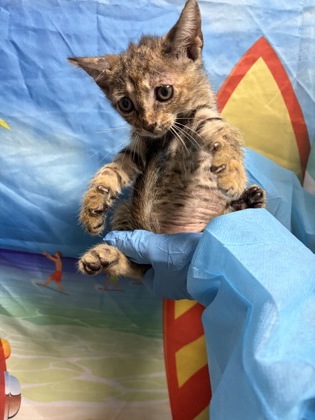 Shelter Stray Female Cat last seen Left on PAWS carport, Anderson County, SC, 1320 US-29, Anderson, SC 29626, USA