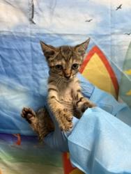 Shelter Stray Female Cat last seen Left on PAWS carport, Anderson County, SC, 1320 US-29, Anderson, SC 29626, USA
