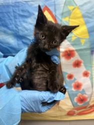 Shelter Stray Female Cat last seen Left on PAWS carport, Anderson County, SC, 1320 US-29, Anderson, SC 29626, USA