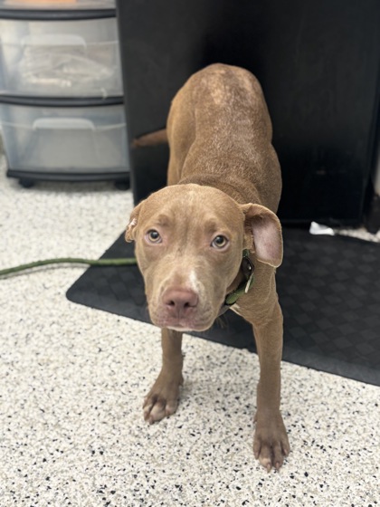Shelter Stray Female Dog last seen Near Naturally Fresh BLVD, Atlanta, GA, 1251 Fulton Industrial Blvd NW, Atlanta, GA 30336, USA