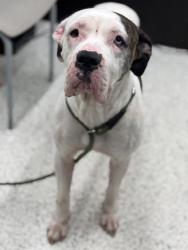 Shelter Stray Female Dog last seen Near Brownlee Rd SW, Atlanta, GA, 1251 Fulton Industrial Blvd NW, Atlanta, GA 30336, USA