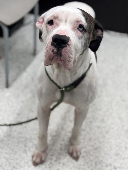 Shelter Stray Female Dog last seen Near Brownlee Rd SW, Atlanta, GA, 1251 Fulton Industrial Blvd NW, Atlanta, GA 30336, USA