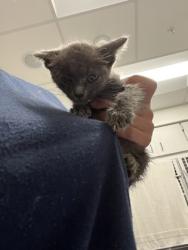 Shelter Stray Female Cat last seen Near Ralph David Abernathy Blvd, Atlanta, GA, 1251 Fulton Industrial Blvd NW, Atlanta, GA 30336, USA