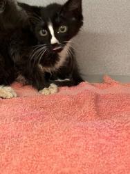Shelter Stray Male Cat last seen Near Ralph David Abernathy Blvd, Atlanta, GA, 1251 Fulton Industrial Blvd NW, Atlanta, GA 30336, USA