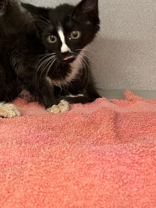 Shelter Stray Male Cat last seen Near Ralph David Abernathy Blvd, Atlanta, GA, 1251 Fulton Industrial Blvd NW, Atlanta, GA 30336, USA