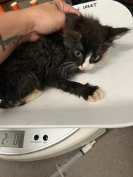Shelter Stray Male Cat last seen Near Ralph David Abernathy Blvd, Atlanta, GA, 1251 Fulton Industrial Blvd NW, Atlanta, GA 30336, USA