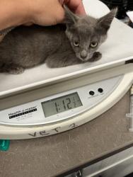 Shelter Stray Female Cat last seen Near Ralph David Abernathy Blvd, Atlanta, GA, 1251 Fulton Industrial Blvd NW, Atlanta, GA 30336, USA