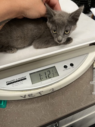 Shelter Stray Female Cat last seen Near Ralph David Abernathy Blvd, Atlanta, GA, 1251 Fulton Industrial Blvd NW, Atlanta, GA 30336, USA