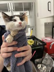 Shelter Stray Male Cat last seen Near Ralph David Abernathy Blvd, Atlanta, GA, 1251 Fulton Industrial Blvd NW, Atlanta, GA 30336, USA