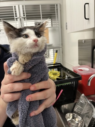 Shelter Stray Male Cat last seen Near Ralph David Abernathy Blvd, Atlanta, GA, 1251 Fulton Industrial Blvd NW, Atlanta, GA 30336, USA