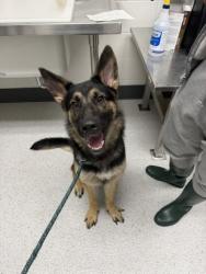 Shelter Stray Male Dog last seen 55th St and Adeline St, Oakland, , 1101 29th Ave, Oakland, CA 94601, USA