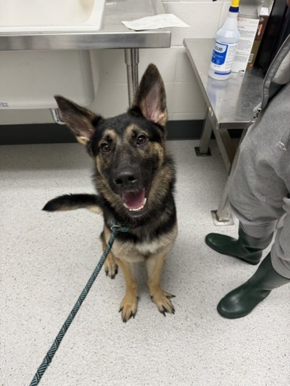 Shelter Stray Male Dog last seen 55th St and Adeline St, Oakland, , 1101 29th Ave, Oakland, CA 94601, USA