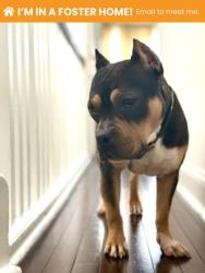 Shelter Stray Female Dog last seen Near E 30th St Balt., MD 21218, 21218, MD, 301 Stockholm St, Baltimore, MD 21230, USA