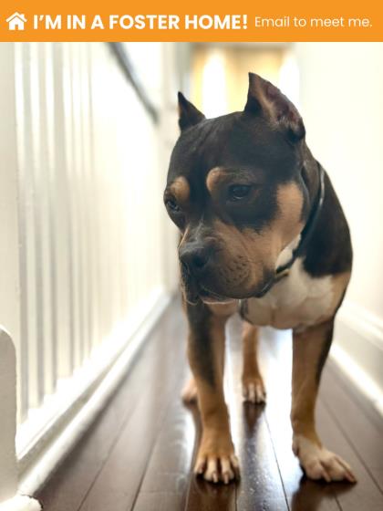 Shelter Stray Female Dog last seen Near E 30th St Balt., MD 21218, 21218, MD, 301 Stockholm St, Baltimore, MD 21230, USA