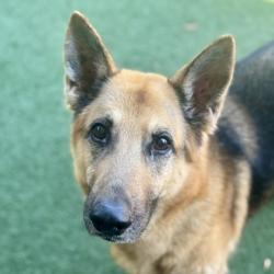 Shelter Stray Female Dog last seen FOLSOM BLVD at MILLS PARK DR, Rancho Cordova, CA, 6201 Florin Perkins Rd, Sacramento, CA 95828, USA
