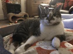Reunited Male Cat last seen London road, Hinckley, The Coppice, Burbage, Burbage Common, Burbage, England LE10 2UD