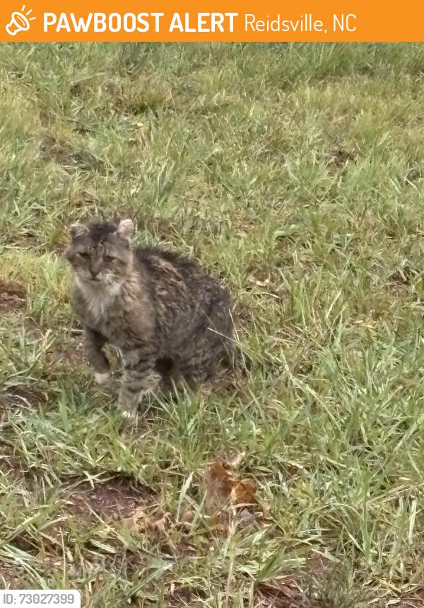 Found/Stray Male Cat last seen Old highway 29, Reidsville, NC 27320