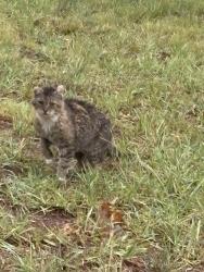 Found/Stray Male Cat last seen Old highway 29, Reidsville, NC 27320