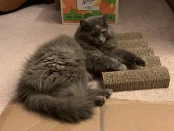 Lost Female Cat last seen Quail Creek , Grove City, OH 43123