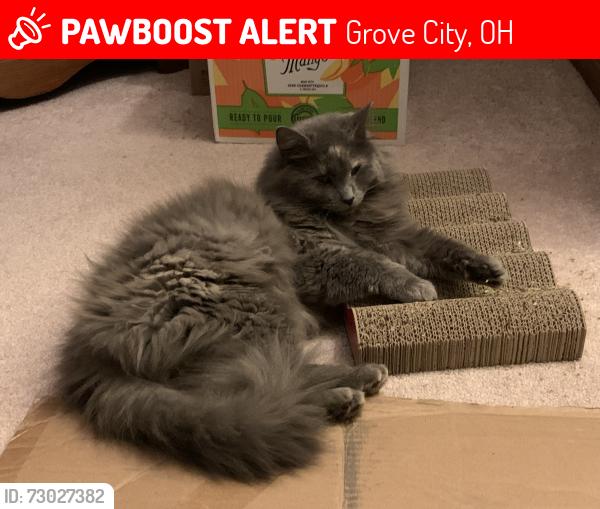 Lost Female Cat last seen Quail Creek , Grove City, OH 43123
