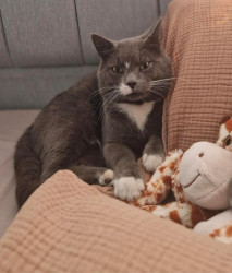 Lost Male Cat last seen Chatham Grove, Medway, England ME4