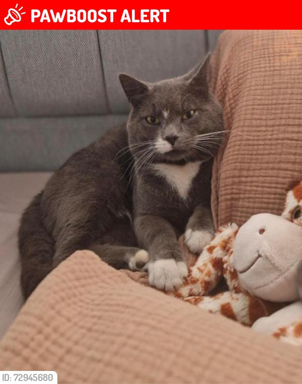 Lost Male Cat last seen Chatham Grove, Medway, England ME4