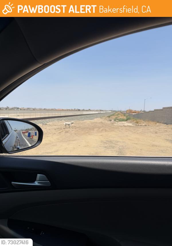 Found/Stray Unknown Dog last seen Railroad tracks, Bakersfield, CA 93313