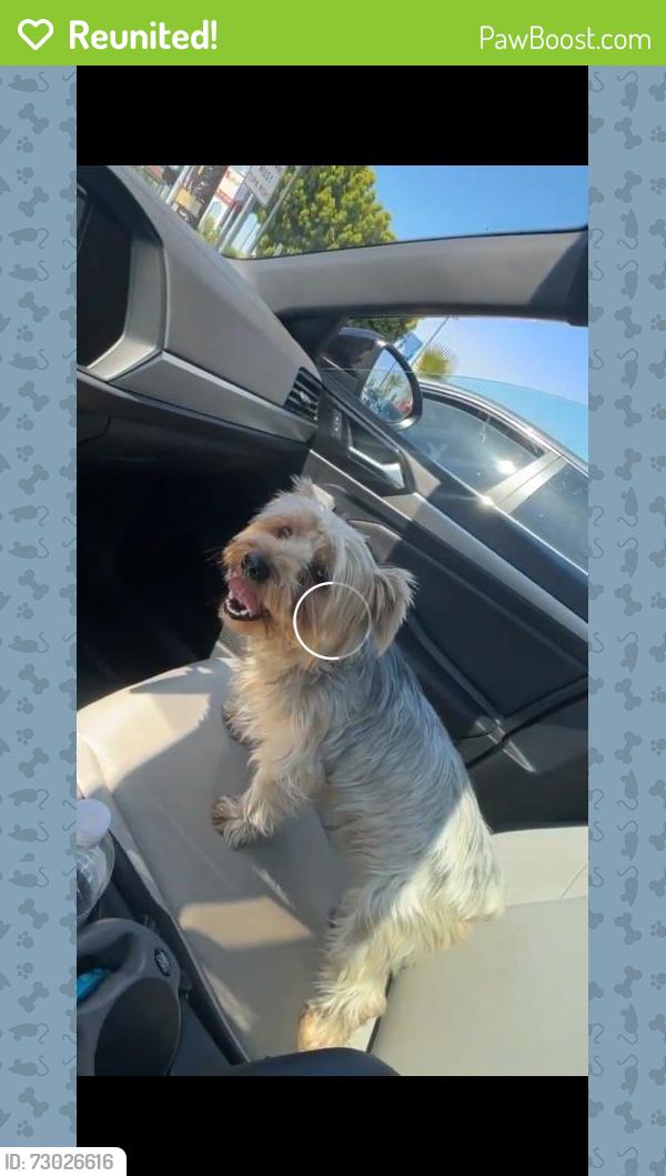 Reunited Male Dog last seen Long Beach Blvd, Long Beach, CA 90805