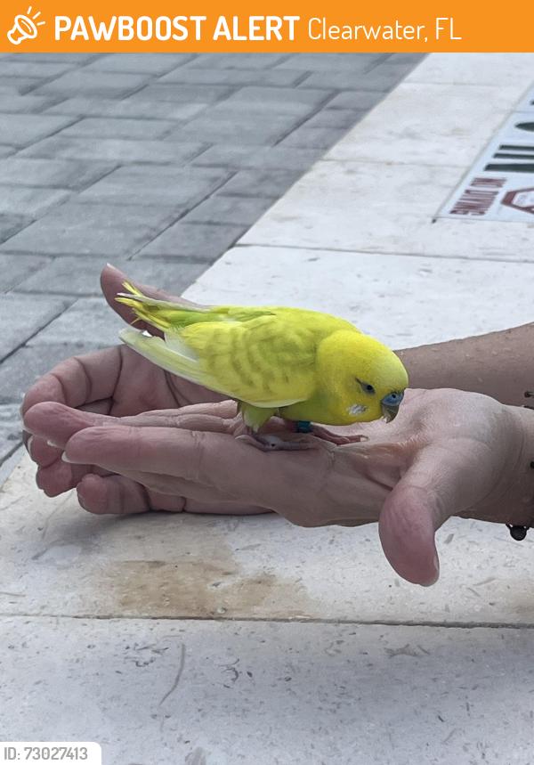 Found/Stray Unknown Bird last seen Oak trail s, Clearwater, FL 33764