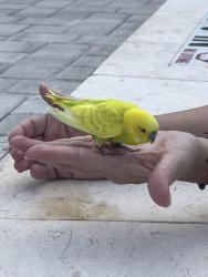 Found/Stray Unknown Bird last seen Oak trail s, Clearwater, FL 33764