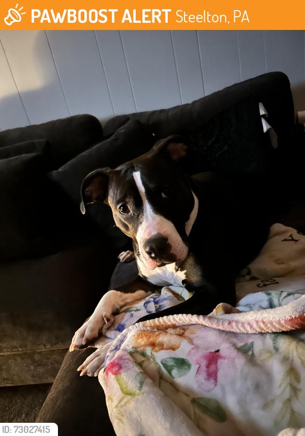 Found/Stray Female Dog last seen Near block of nth 4th st steelton , Steelton, PA 17113