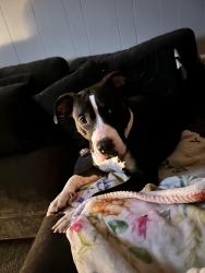 Found/Stray Female Dog last seen Near block of nth 4th st steelton , Steelton, PA 17113