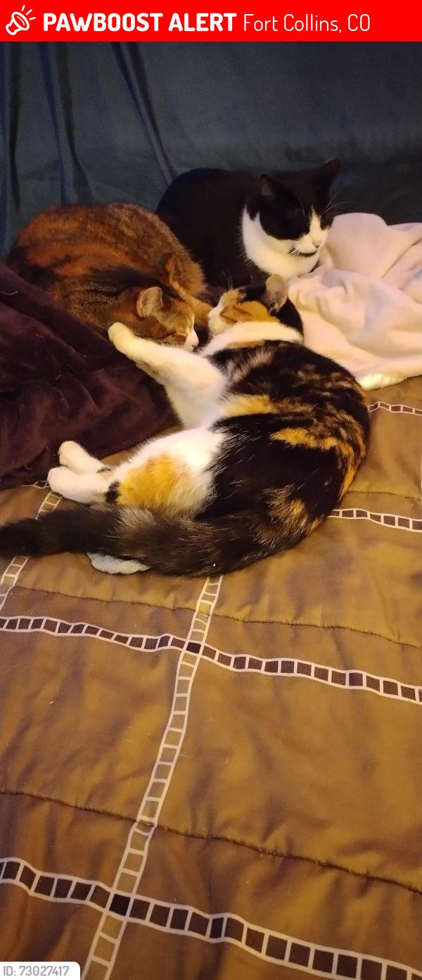 Lost Female Cat last seen Mulberry and overland trail, Fort Collins, CO 80521