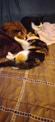 Lost Female Cat last seen Mulberry and overland trail, Fort Collins, CO 80521
