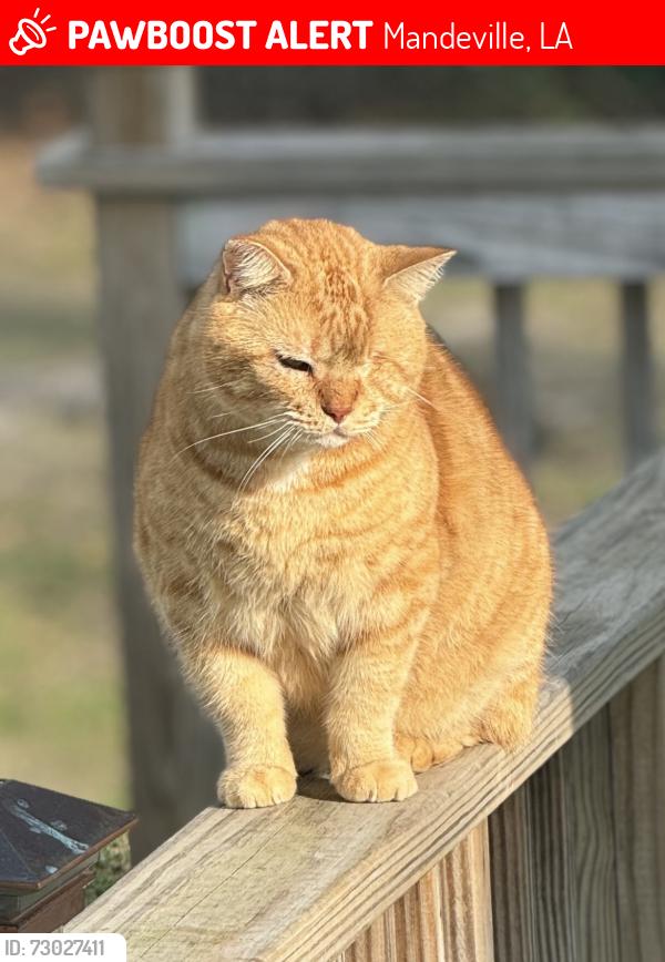 Lost Male Cat last seen Bunting drive, Mandeville, LA 70448