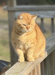 Lost Male Cat last seen Bunting drive, Mandeville, LA 70448