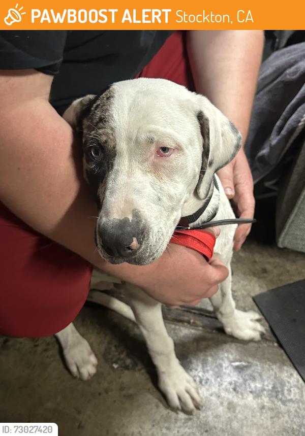 Found/Stray Male Dog last seen Colonial drive Stockton ca , Stockton, CA 95209