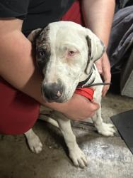 Found/Stray Male Dog last seen Colonial drive Stockton ca , Stockton, CA 95209